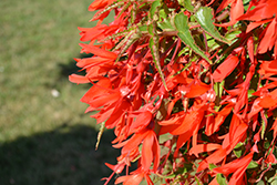 Bossa Nova Orange Begonia (Begonia boliviensis 'Bossa Nova Orange') at Stonegate Gardens