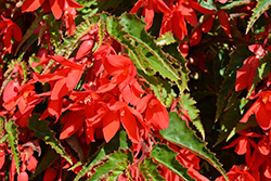 Bossa Nova Red Begonia (Begonia boliviensis 'Bossa Nova Red') at Stonegate Gardens
