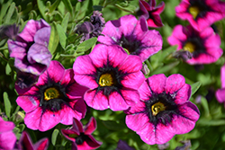 Superbells Blackcurrent Punch Calibrachoa (Calibrachoa 'BBCAL81801') at Lakeshore Garden Centres