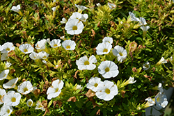 Superbells Tabletop White Calibrachoa (Calibrachoa 'INCALCOWHI') at Stonegate Gardens