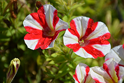 Peppy Red Petunia (Petunia 'Peppy Red') at Stonegate Gardens