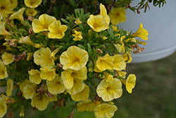 Bloomtastic Yellow Calibrachoa (Calibrachoa 'Bloomtastic Yellow') at Stonegate Gardens