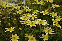 Taka Tuka Yellow Bicolor (Bidens ferulifolia 'Taka Tuka Yellow Bicolor') at Stonegate Gardens