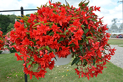 Funky Scarlet Begonia (Begonia 'Funky Scarlet') at Stonegate Gardens