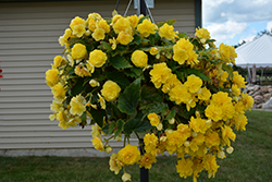 Nonstop Joy Yellow Begonia (Begonia 'Nonstop Joy Yellow') at Stonegate Gardens