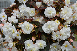 Nonstop Joy Mocca White Begonia (Begonia 'Nonstop Joy Mocca White') at Lakeshore Garden Centres
