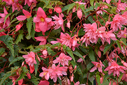 Funky Light Pink Begonia (Begonia 'Funky Light Pink') at Stonegate Gardens