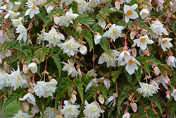 Funky White Begonia (Begonia 'Funky White') at Stonegate Gardens