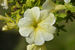 Tea Yellow Petunia (Petunia 'Tea Yellow') at Stonegate Gardens