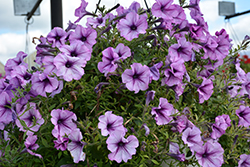 Tea Purple Vein Petunia (Petunia 'Tea Purple Vein') at Stonegate Gardens