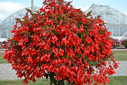 Waterfall Encanto Red Begonia (Begonia boliviensis 'Encanto Red') at Stonegate Gardens