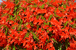 Waterfall Encanto Orange Begonia (Begonia boliviensis 'Encanto Orange') at Lakeshore Garden Centres