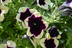 Headliner Dark Saturn Petunia (Petunia 'KLEPH18130') at Stonegate Gardens