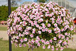 MiniFamous Uno Double PinkTastic Calibrachoa (Calibrachoa 'KLECA18085') at Stonegate Gardens