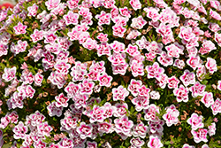 MiniFamous Uno Double PinkTastic Calibrachoa (Calibrachoa 'KLECA18085') at Stonegate Gardens