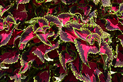 Heartbreaker Coleus (Solenostemon scutellarioides 'UF16-91-25') at Lakeshore Garden Centres