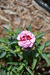 Constant Beauty Pink Red Pinks (Dianthus 'Constant Beauty Pink Red') at A Very Successful Garden Center