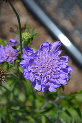 Giga Blue Pincushion Flower (Scabiosa columbaria 'Giga Blue') at A Very Successful Garden Center