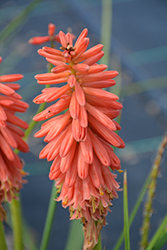 Redhot Popsicle Torchlily (Kniphofia 'Redhot Popsicle') at Stonegate Gardens