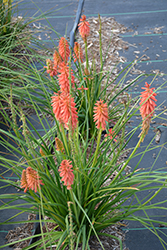 Redhot Popsicle Torchlily (Kniphofia 'Redhot Popsicle') at Stonegate Gardens