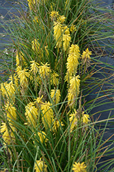 Poco Yellow Torchlily (Kniphofia 'Poco Yellow') at Stonegate Gardens
