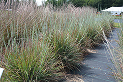 Standing Ovation Bluestem (Schizachyrium scoparium 'Standing Ovation') at Lakeshore Garden Centres
