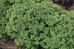 Pool Party Stonecrop (Sedum 'Pool Party') at Stonegate Gardens
