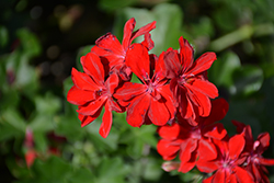 Ivy Leage Red Ivy Leaf Geranium (Pelargonium peltatum 'Ivy League Red') at Lakeshore Garden Centres