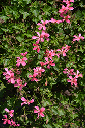 Minicascade Pink Ivy Leaf Geranium (Pelargonium peltatum 'Minicascade Pink') at Stonegate Gardens