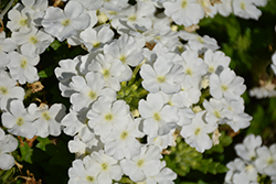 Empress Sun White Verbena (Verbena 'Empress Sun White') at Lakeshore Garden Centres