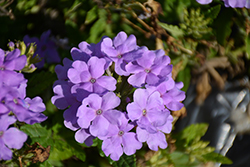 Empress Sun Lavender Verbena (Verbena 'Empress Sun Lavender') at Lakeshore Garden Centres