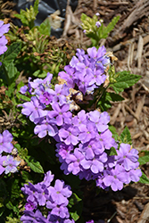 Empress Sun Lavender Verbena (Verbena 'Empress Sun Lavender') at Lakeshore Garden Centres