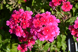Empress Sun Cherry Verbena (Verbena 'Empress Sun Cherry') at Lakeshore Garden Centres