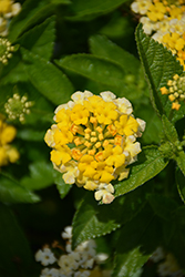 Havana Sunshine Lantana (Lantana 'Havana Sunshine') at Stonegate Gardens