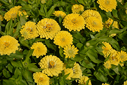 Preciosa Light Yellow Zinnia (Zinnia 'Preciosa Light Yellow') at Stonegate Gardens