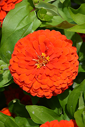 Preciosa Scarlet Zinnia (Zinnia 'Preciosa Scarlet') at Stonegate Gardens