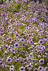 Opera Supreme Purple Vein Petunia (Petunia 'Opera Supreme Purple Vein') at Stonegate Gardens