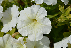 Trilogy Lime Petunia (Petunia 'Trilogy Lime') at Lakeshore Garden Centres