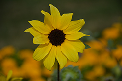Sunfinity Sunflower (Helianthus 'Sunfinity') at Stonegate Gardens
