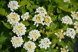 Bandolero White Lantana (Lantana camara 'Bandolero White') at Lakeshore Garden Centres
