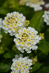 Bandolero White Lantana (Lantana camara 'Bandolero White') at Lakeshore Garden Centres