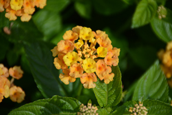 Bandolero Pineapple Lantana (Lantana camara 'Bandolero Pineapple') at Lakeshore Garden Centres