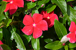 Cora XDR Red Vinca (Catharanthus roseus 'Cora XDR Red') at Stonegate Gardens