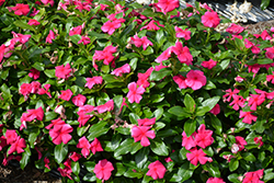 Cora XDR Punch (Catharanthus roseus 'Cora XDR Punch') at Stonegate Gardens