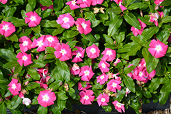 Cora XDR Pink Halo (Catharanthus roseus 'Cora XDR Pink Halo') at Stonegate Gardens