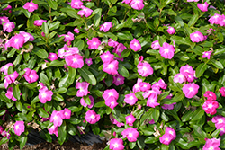 Cora XDR Orchid (Catharanthus roseus 'Cora XDR Orchid') at Stonegate Gardens