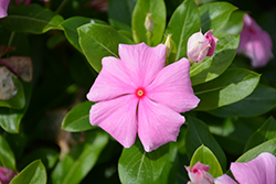 Cora XDR Light Pink (Catharanthus roseus 'Cora XDR Light Pink') at Stonegate Gardens
