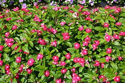 Cora XDR Cranberry (Catharanthus roseus 'Cora XDR Cranberry') at Stonegate Gardens
