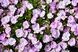 SunPatiens Compact Orchid Blush Impatiens (Impatiens 'SAKIMP041') at Lakeshore Garden Centres