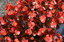 Nightife Red Begonia (Begonia 'Nightlife Red') at Stonegate Gardens
